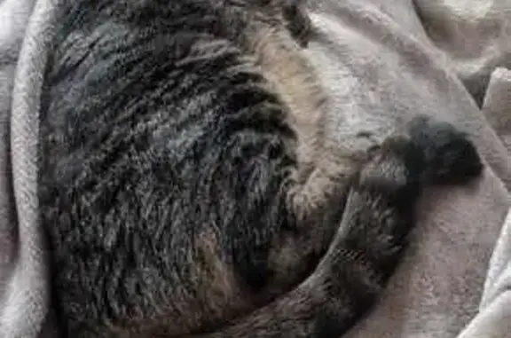 Animaux perdus Brest, photo: Chat perdu : mâle gris rayé, craintif, Brest