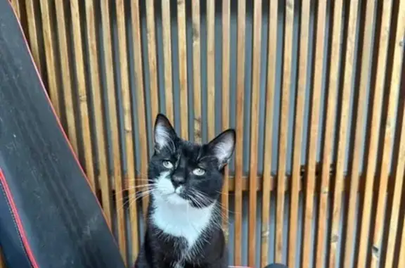 Lost pets Melbourne, photo: Lost Black Cat: Small, White Paws, Melbourne