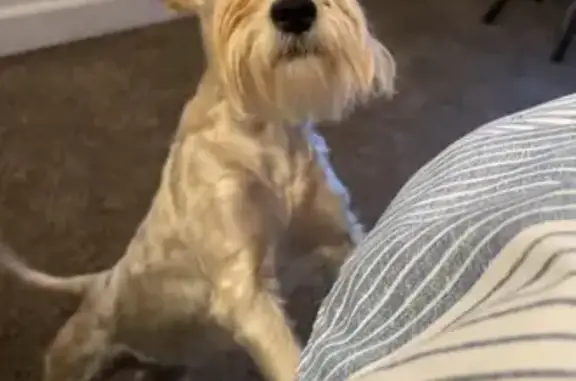 Lost Mini Schnauzer Mix - 41st St, SD