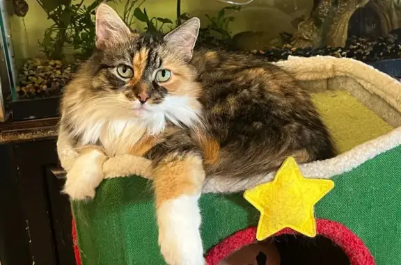 Lost: Friendly Dilute Calico on Willow St