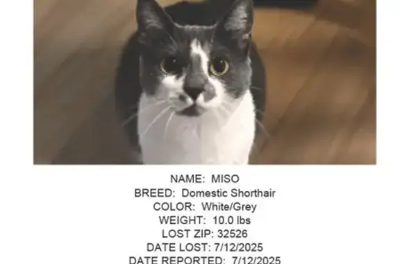 Lost and found pets Ferry Pass, photo: Lost Cat: White & Grey, Ferry Pass Area