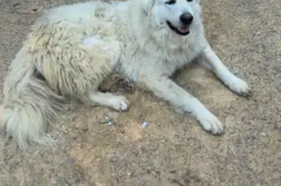 Lost Large Fluffy Dog in Tennessee
