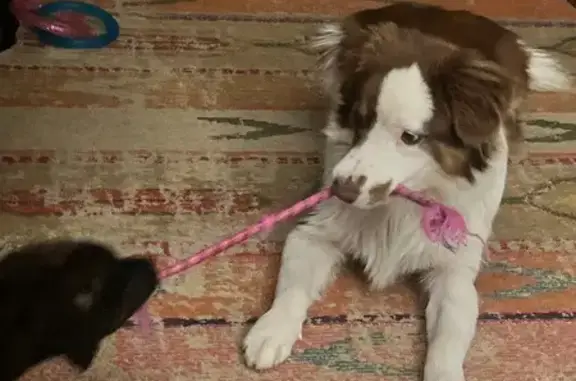Lost: Jojo, Sweet Collie Mix in Texas
