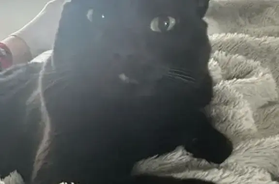 Lost Black Cat: Salem in Riverton