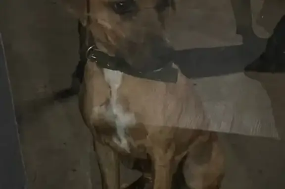 Lost pets Lockyer Valley Regional, photo: Lost Timid Dog on Edwards Rd, Lockyer