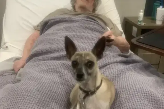 Lost Tan Mini Greyhound: Old Hickory Blvd