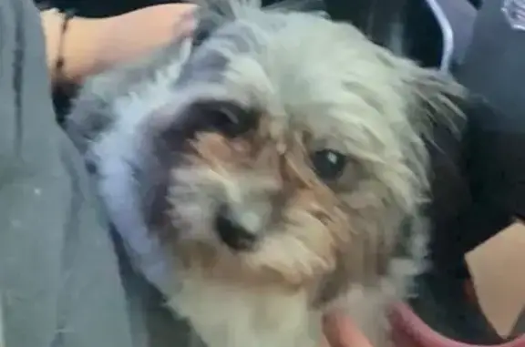 Friendly Black & White Dog Lost in Chicago
