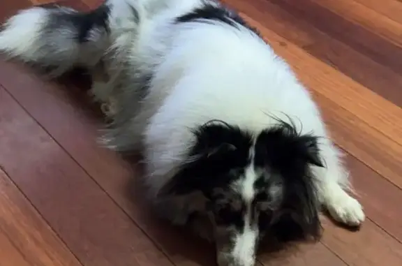 Lost Blue Merle Sheltie in Roanoke