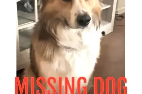 Lost Dog: Chevy with Unique Eyes in Tucson