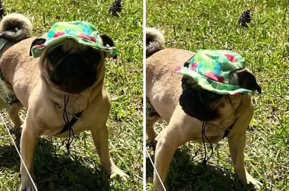 Lost: Energetic Tan Dog in West Union