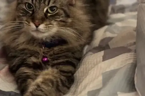 Lost and found pets Leander, photo: Lost Tabby Cat: Purple Collar, Joppa Rd
