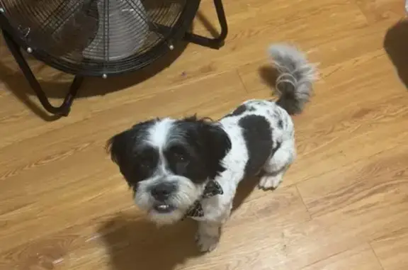 Lost Dogs: Milo & Chico in Edinburg