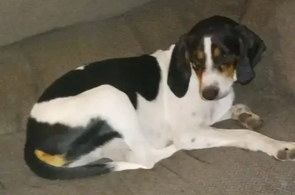 Lost Dog in Vanceboro: $500 Reward!