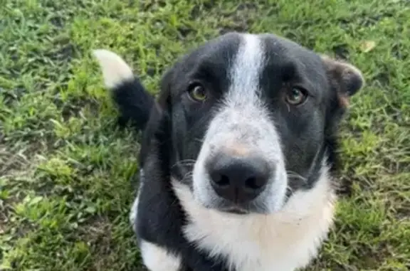 Lost Cowboy Corgi Mix in Lead Hill, AR
