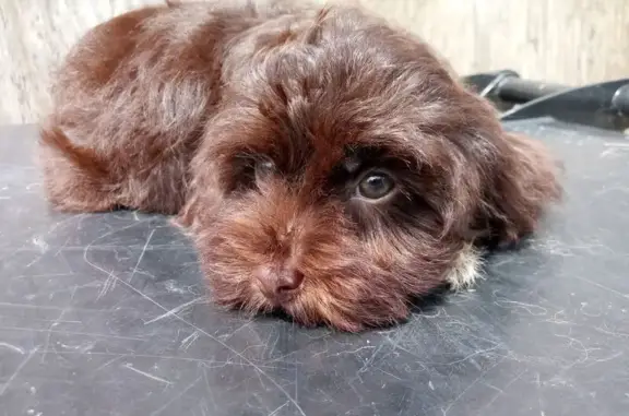 Help Find Carlitos: Lost Dog in Chicago