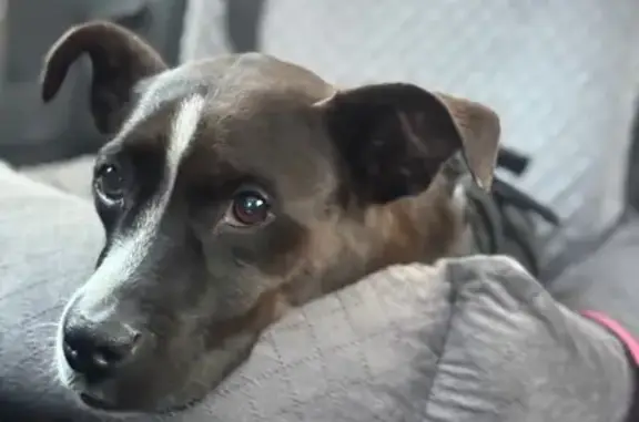 Lost Dog: Black with White Markings in Kapolei