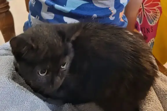 Found cat Warner Robins, photo: Found: Dark Gray Kitten on Houston Lake Rd
