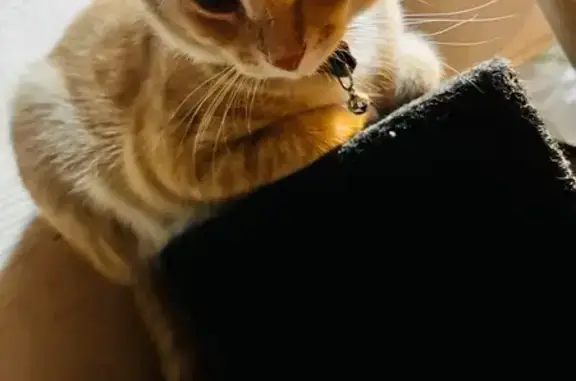 Lost and found pets Kentwood, photo: Lost Orange & White Kitty in Kentwood