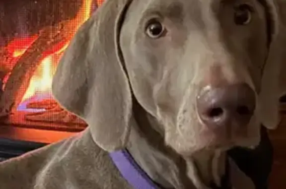 Lost Weimaraner: Penny on Lakeshore Rd