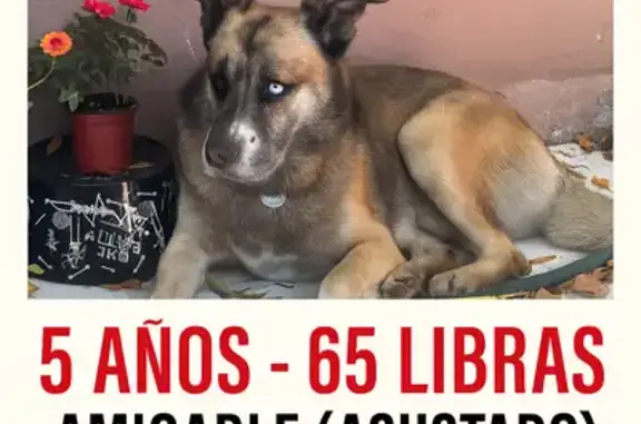 Found: Friendly Dog with Uniqu...