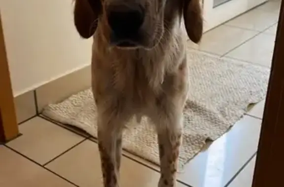 Chien perdu à Cenon : Doly s'est échappée - photo