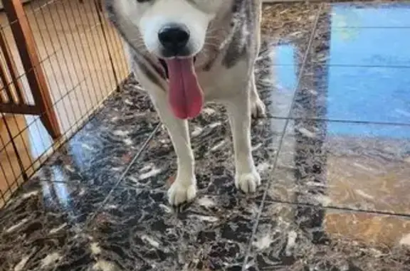 Found Dog on Frontier Lane, Jo...