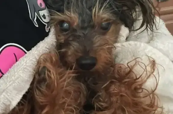 Help Find Taytay: Elderly Yorkie Missing