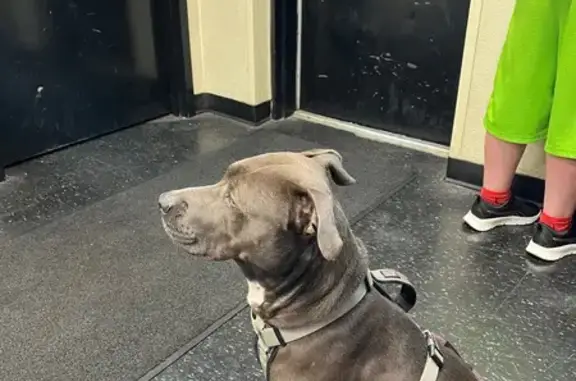 Lost and found pets Elkhart, photo: Lost Blue Pitbull: Nova, Green Collar