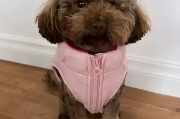 Lost pets Adelaide, photo: Lost Dark Brown Teacup Poodle in Adelaide