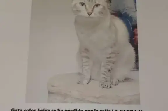 ¡Ayuda! Gato Beis Perdido en Lérida