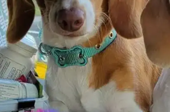 Lost Beagle Mix: Jade in Live Oak, FL