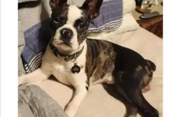 Lost Boston Terrier: Oak Ave, Cadogan