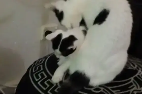 Lost pets , photo: Help Find Patches: Lost Cat Near RAC Arena