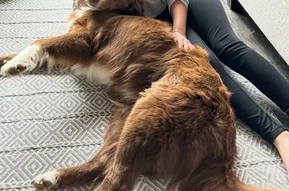 Help Find Aubrey Sue: Beloved Lost Collie