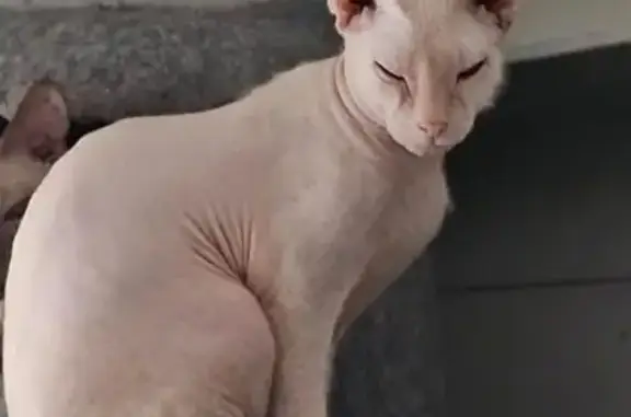 Animaux perdus Asnières-sur-Seine, photo: Chat sans poil perdu à Asnières-sur-Seine