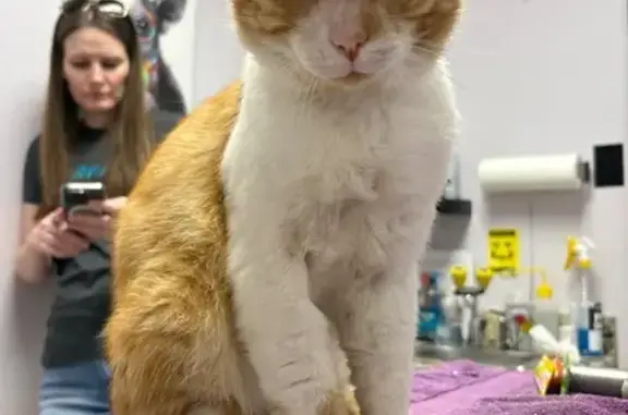 Lost and found pets Ferris, photo: Lost Orange Tabby: Injured Eye, Sweet