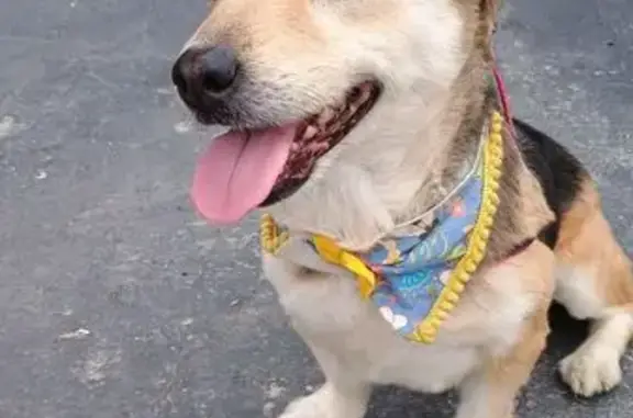 cachorro encontrada