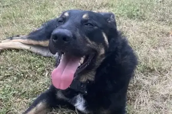 Chien trouvé , photo: Beauceron trouvé, collier cuir, Laroque-Timbaut