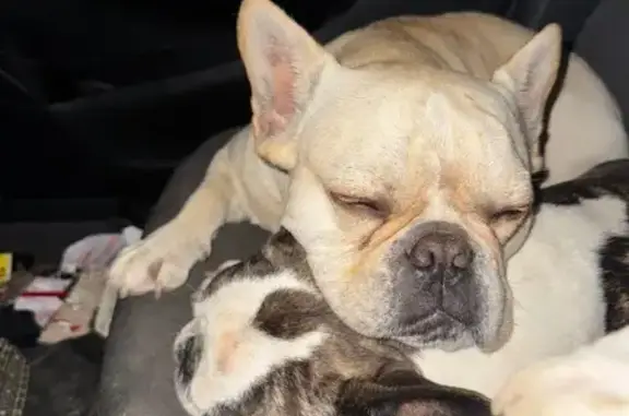 Lost Light Beige Dog Near I-70, Columbia