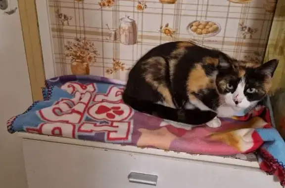 Chat perdu, , photo: Chatte tricolore perdue à Paimbœuf