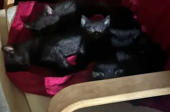 Chat trouvé Fameck, photo: Chatte noire et ses chatons trouvés à Fameck