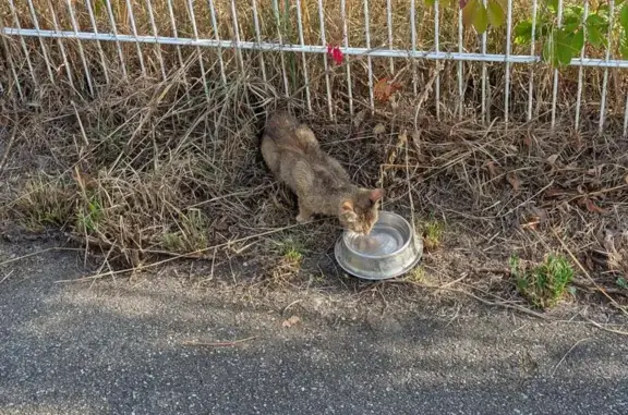 Chat trouvé Illkirch-Graffenstaden, photo: Chat tigré craintif trouvé à Illkirch