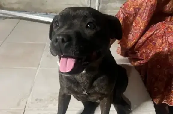 Chien trouvé , photo: Jeune staffy noir trouvé à Albon