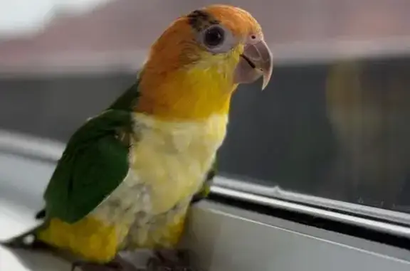 Lost Friendly Caique: Help Find Skittles!