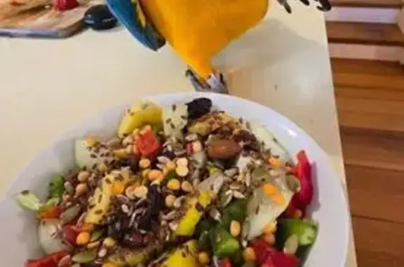 Lost Macaw Georgie on Lower Dandenong Rd