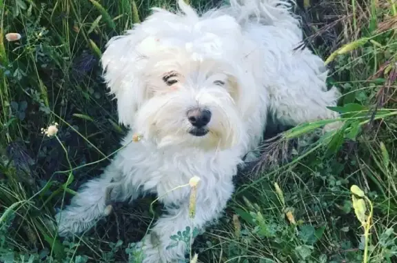 Animales perdidos , foto: Perro perdido: Bichón Maltés en Masquefa