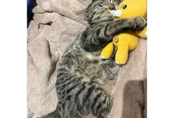 Missing Tiny Tabby on Bloomfield Rd, Melb