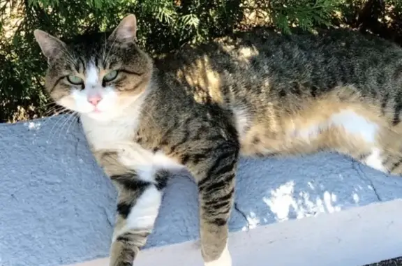 Chat tigré mâle perdu à Lexy - photo