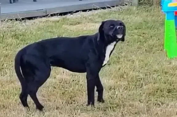 Chien trouvé , photo: Petit chien noir trouvé à Mont-Saint-Sulpice