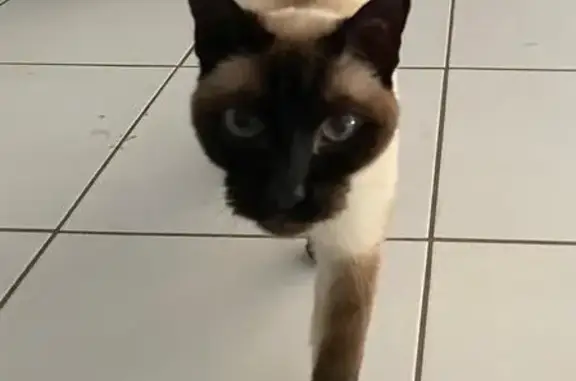 Animaux perdus , photo: Chat siamois senior perdu, Les Roches-l'Évêque